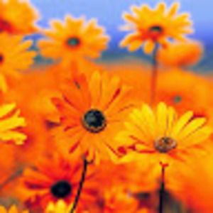 Meet your Posher, Ivelisse